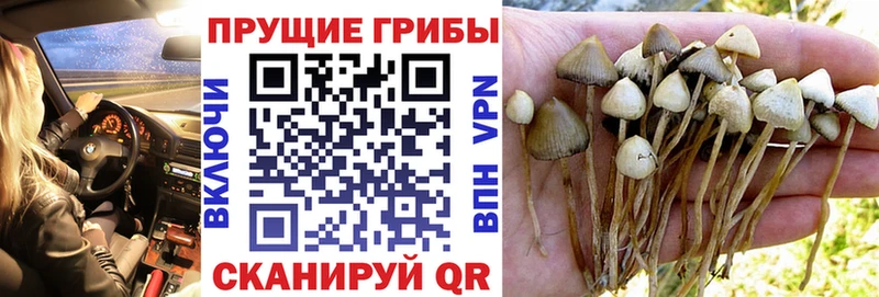Галлюциногенные грибы прущие грибы  площадка официальный сайт  Узловая 